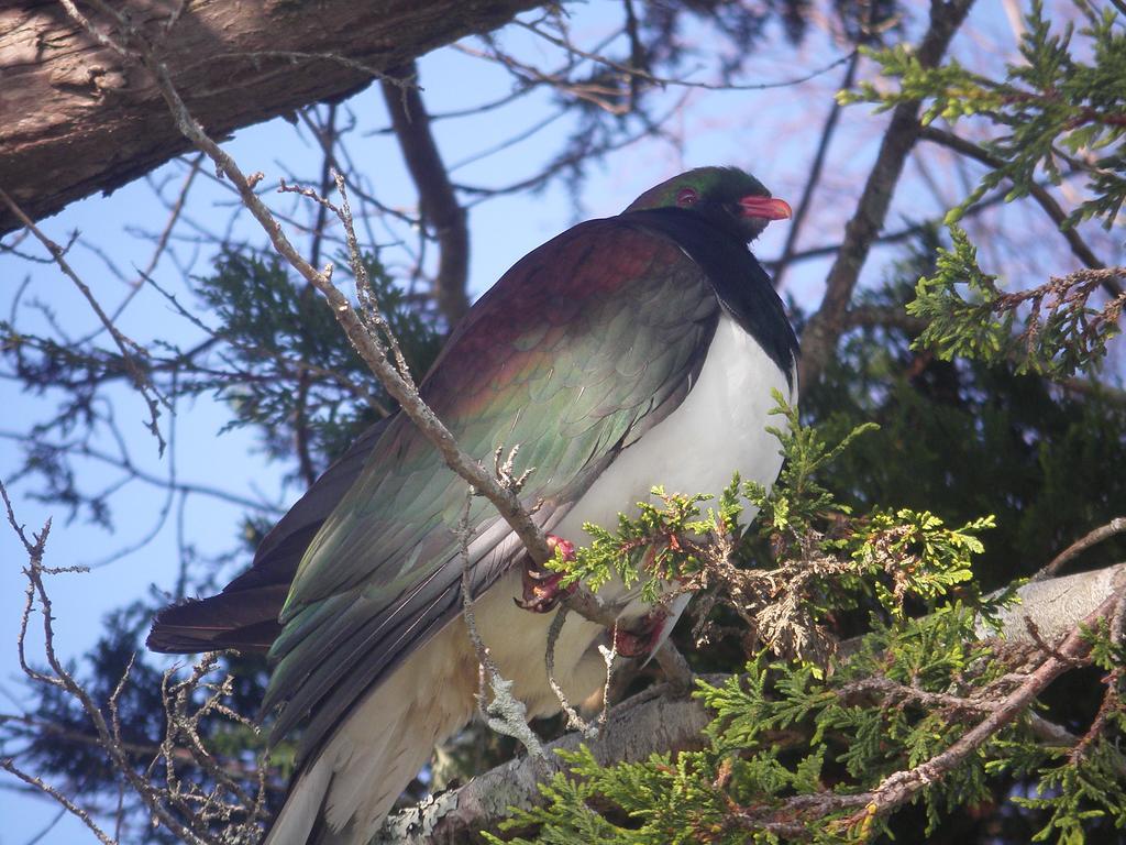 Harbourside Holiday Park Whitianga Buitenkant foto